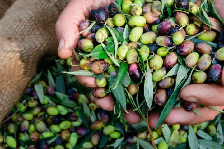 Olive-Oil-Experience-Pick-Taste-image-4